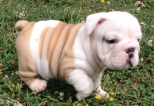 Adorable English Bulldog Puppy