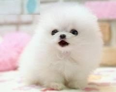 Gorgeous Pomeranian Puppies Available