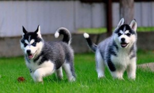 Purebred Siberian Huskies