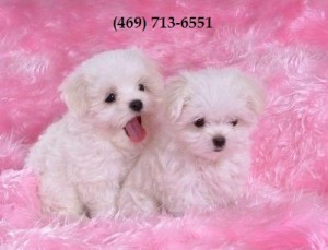 Male and Female Maltese Puppies