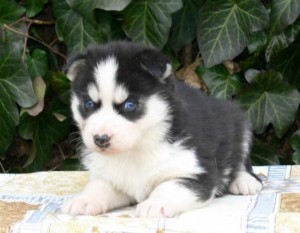 Purebred Siberian Husky Puppy