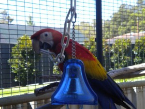 Scarlet Macaw Parrots For Sale