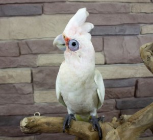 Beautiful Female Cockatiel - Great Companion