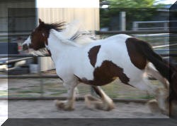 Strong and Bold Horses for Save Riding