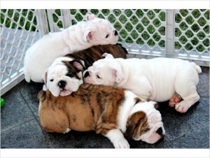 English Bulldog Puppies