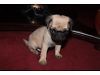 Pug puppies (FAWN color) - $500