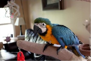 Talking Pair of Blue and Gold Macaw Parrots for Adoption