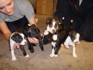 Boston Terrier Puppies