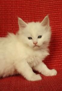 white, mixed colored maine coon kittens