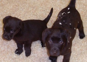 Labrador Puppies