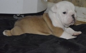 English Bulldog Puppies Available for Adoption