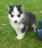 Siberian Husky Puppy