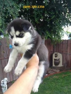 Adorable AKC Registered Siberian Husky Puppies