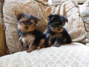 Beautiful Yorkie Puppies