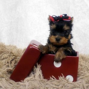 Purebred Male and Female Yorkie Puppies