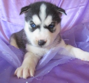 Siberian Husky Puppies