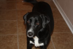 Free 2 year old male Lab/Suki