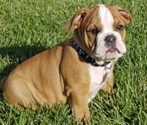 English Bulldog Puppies