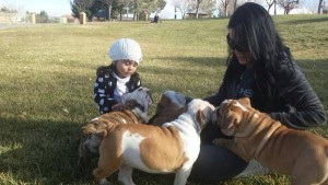 Adorable English Bulldog Puppies