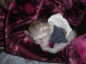 Adorable and Sweet Capuchin Monkey