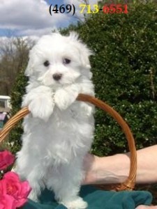 Male And Female Teacup Maltese Puppies