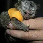 Marmoset Monkeys Male and Female for Sale