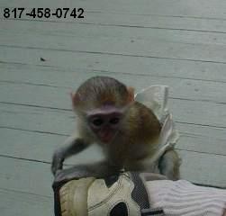 Capuchin Monkeys for Adoption