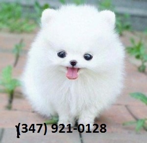 2 Pomeranian Puppies for Adoption