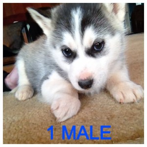 5 Beautiful Siberian Husky's Ready for a New Home!