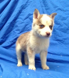 Siberian Husky Puppy