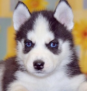 Siberian Husky for Adoption