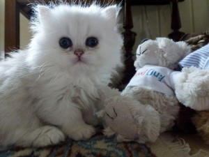 Cute Persian Kittens Available