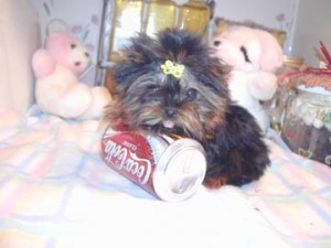 Tiny Teacup Yorkie