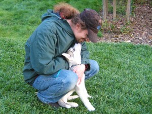 Siberian Husky for Re-homing