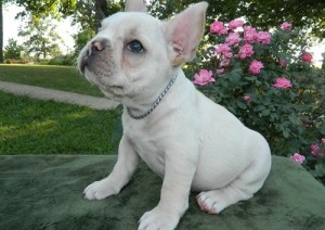 French Bulldog Pup for Sale