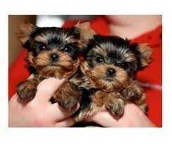 Yorkshire Terriers Puppies