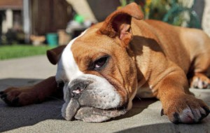 English Bulldogs