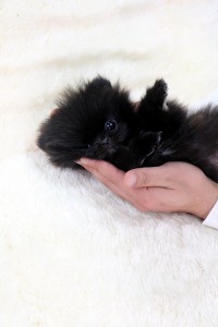 Perfect Tea-Cup Pomeranian Puppies