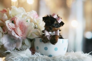 Yorkie Puppy