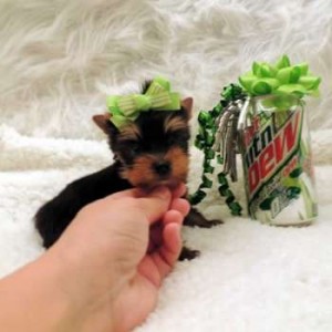 Tiny T-Cup Yorkie Female Top Quality Puppy