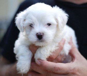 Very Playful Maltese Puppies