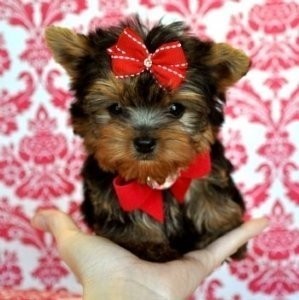 FEMALE TOY YORKIE PUPPY!!