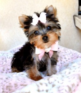 Teacup Yorkie Pups