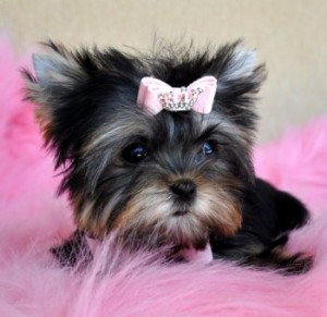 Yorkie Puppies For Sale