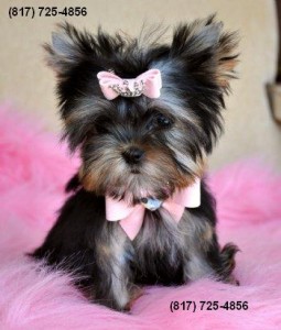 Adorable Female Yorkie Puppy