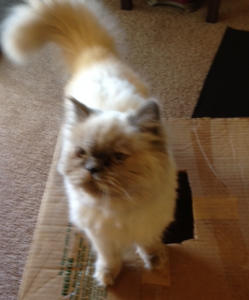 Blue Point Himalayan Kitten