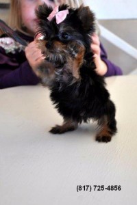 Male Yorkie Pup