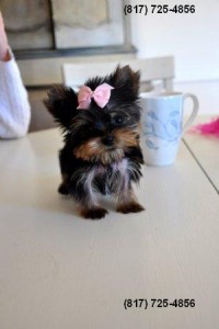 Tiny Teacup Yorkie Puppy for Sale