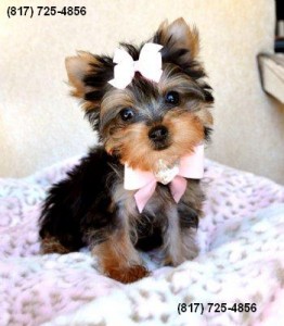 Cute and Adorable male and Female Teacup Yorkshirre Terriers