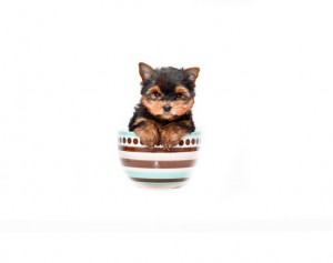 AKC Yorkie Puppy - Toy Size